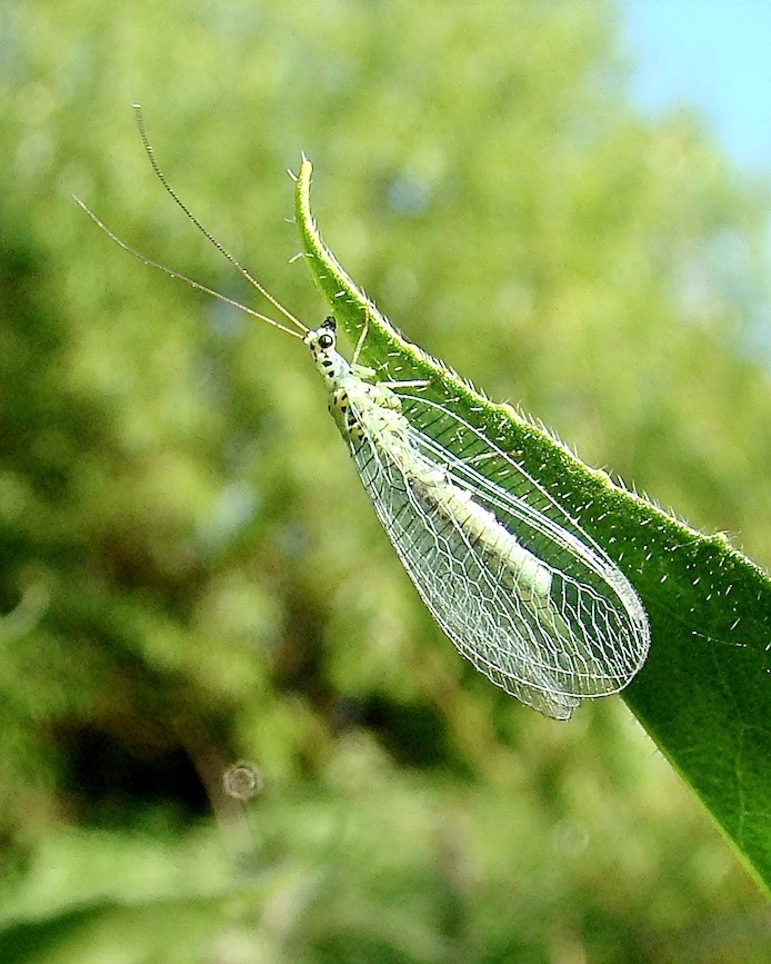 lacewing